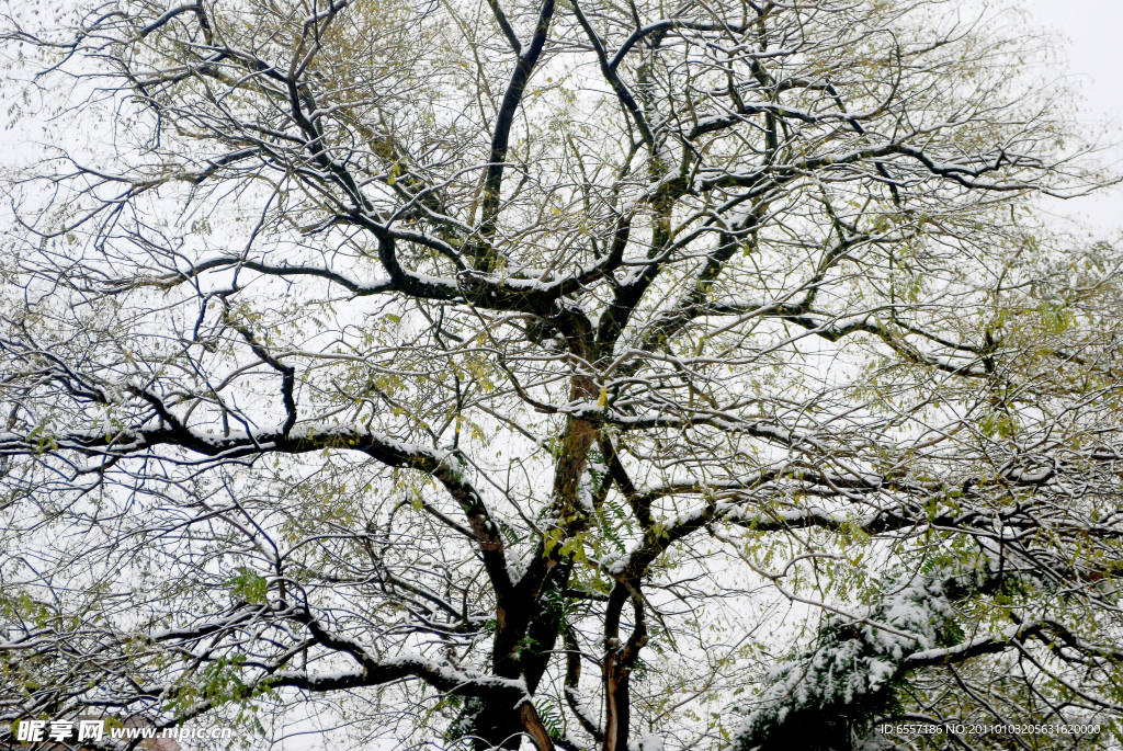 雪枝