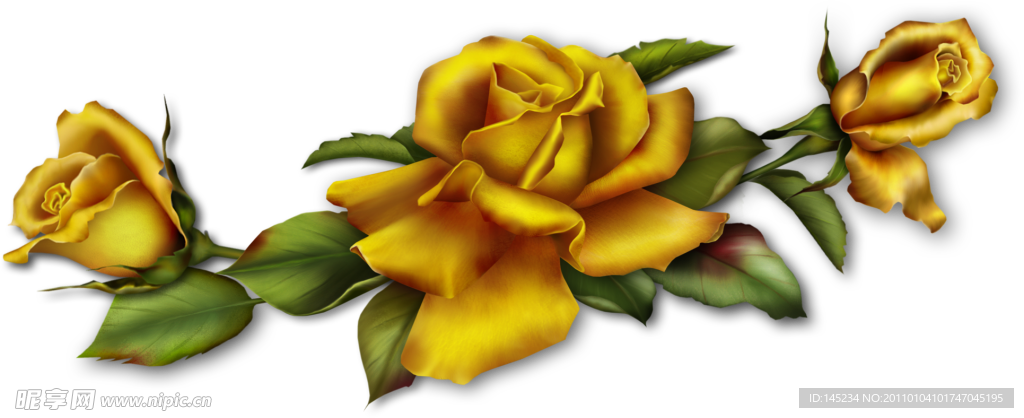 金色玫瑰花