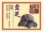 灵芝