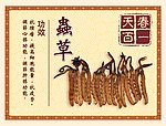 虫草