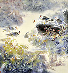 水禽