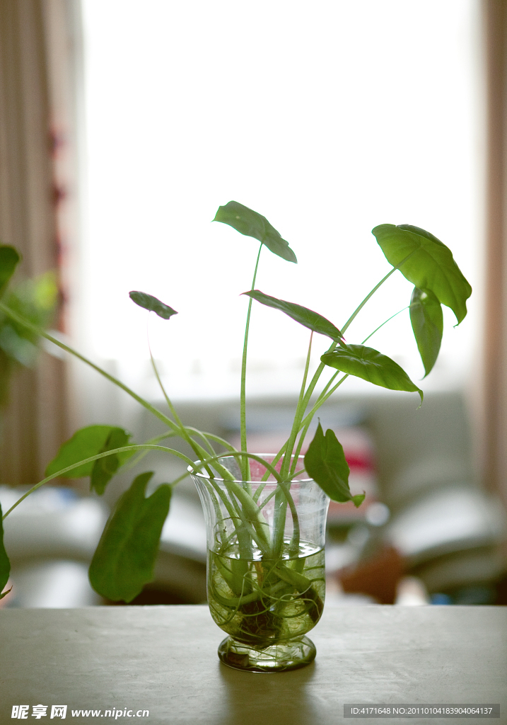 绿色植物