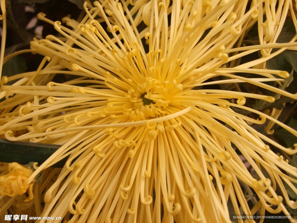 菊花