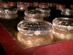 水晶象棋