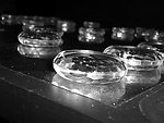 水晶象棋