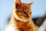 可爱小猫