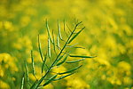 油菜