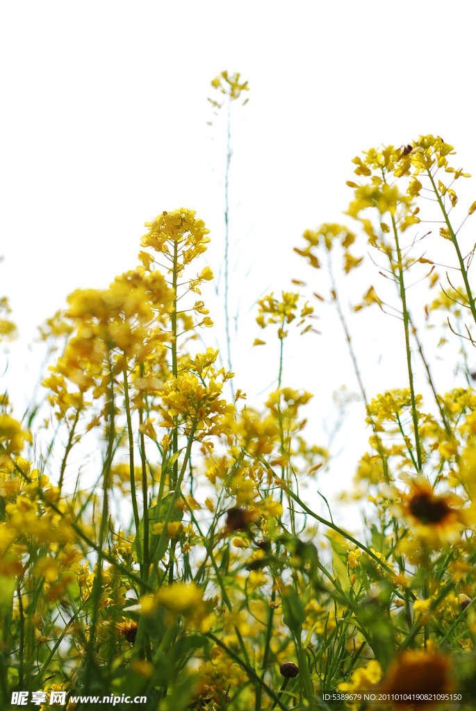 小黄花