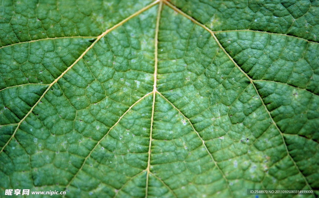 树叶纹理特写