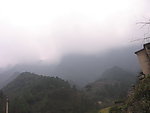 白杨