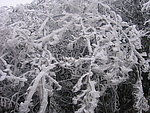 雪松