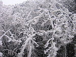 雪松