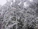 雪松