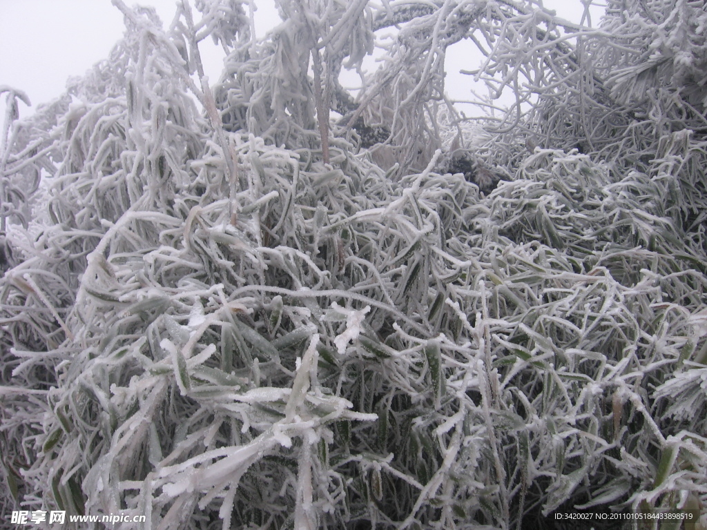 雪松