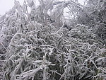 雪松