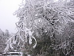 雪松