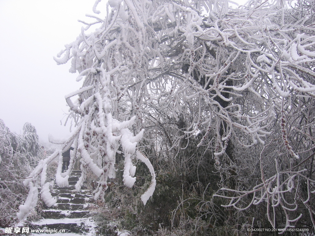 雪松