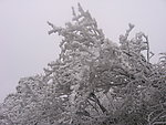 雪松