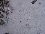 雪地