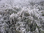 雪松