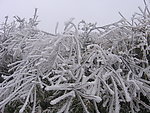 雪松