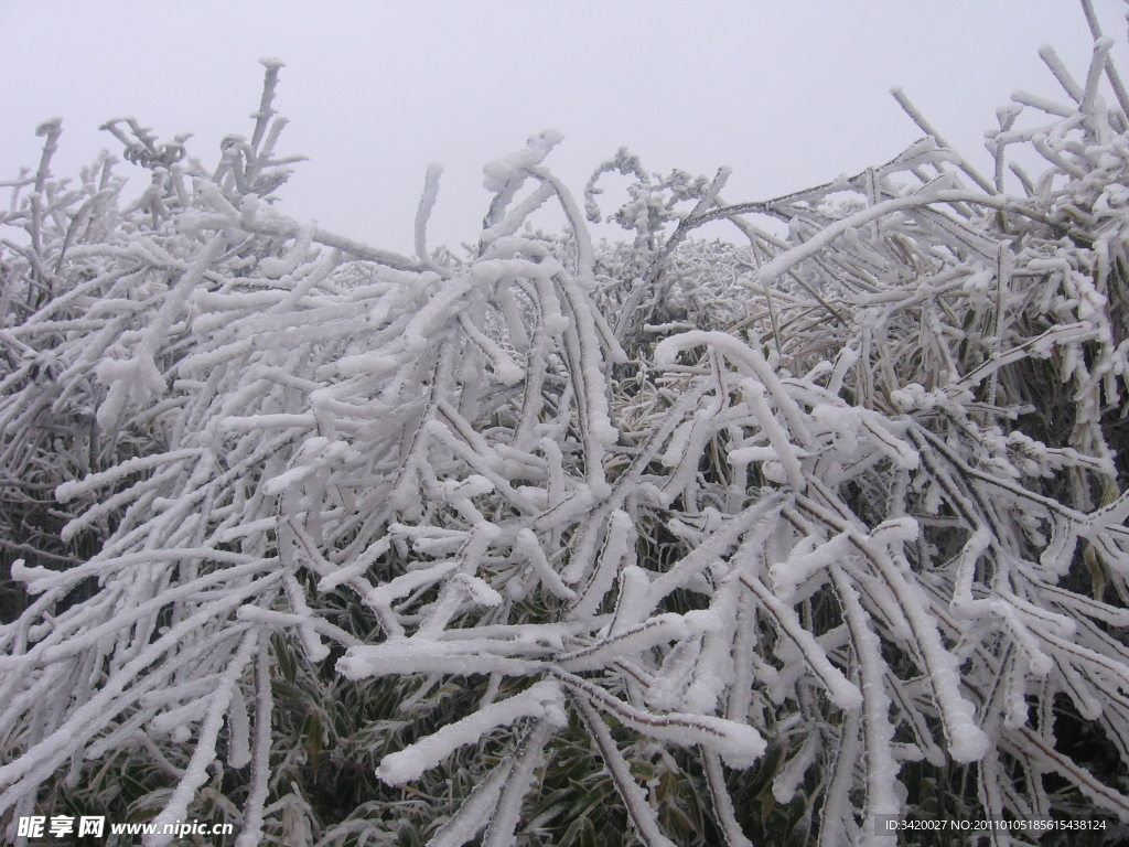 雪松