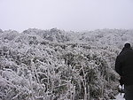 雪草