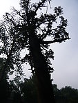大树