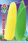 玉米