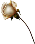 玫瑰花