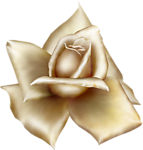 玫瑰花