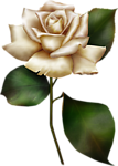 玫瑰花