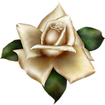 玫瑰花