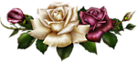 玫瑰花