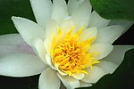 莲花