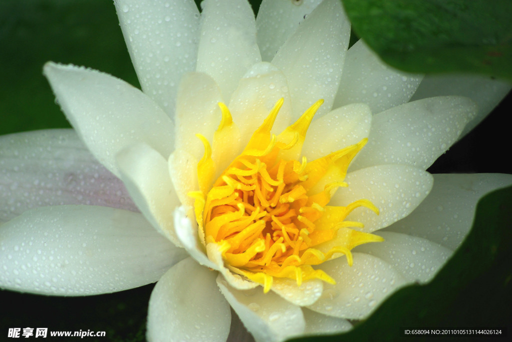 莲花