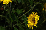 小花与蜂