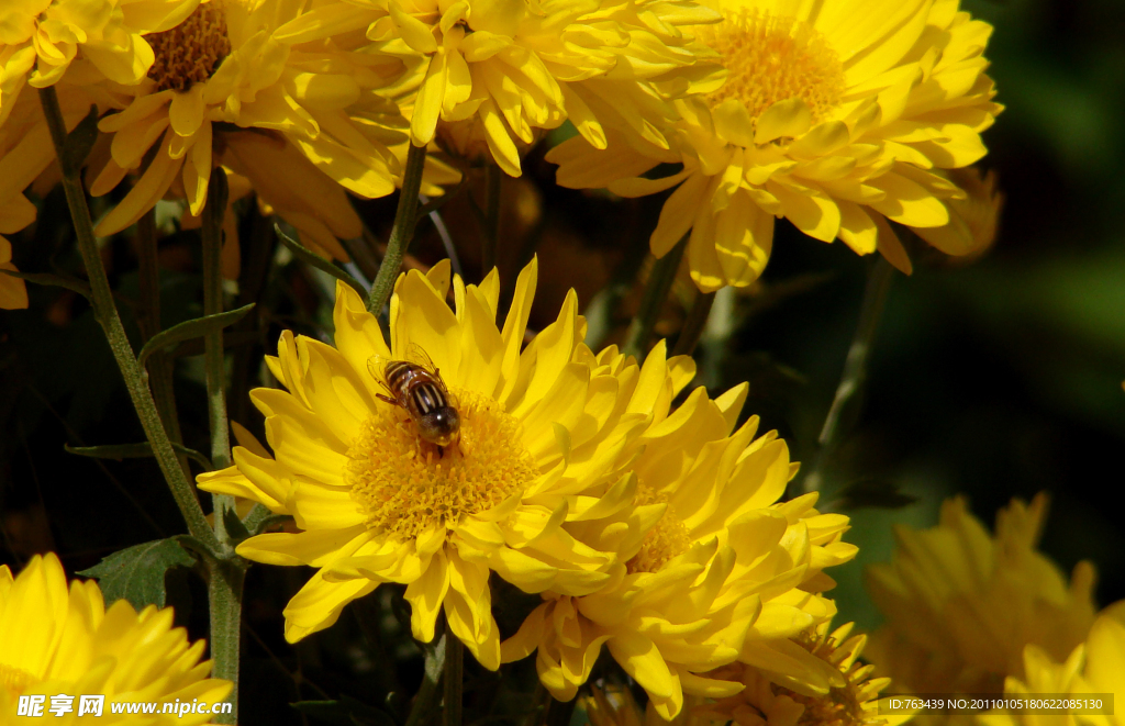 蜂和花