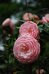 山茶花