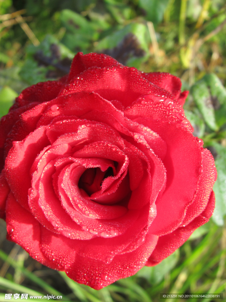 玫瑰花