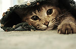 家猫