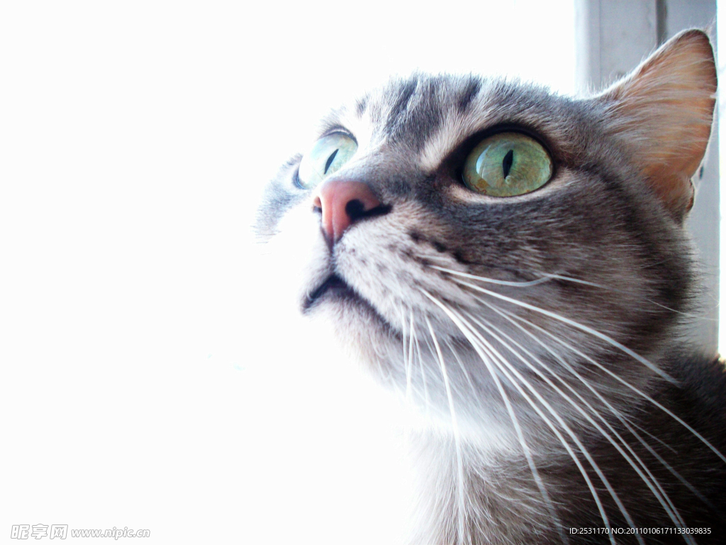 猫咪