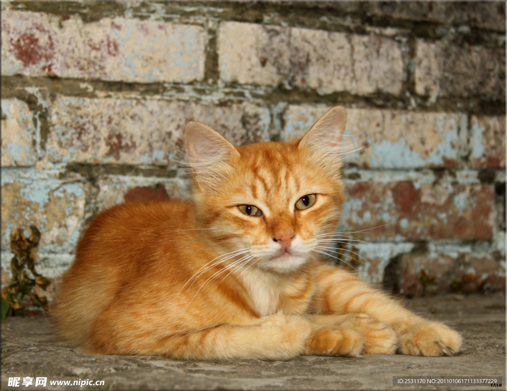 猫咪