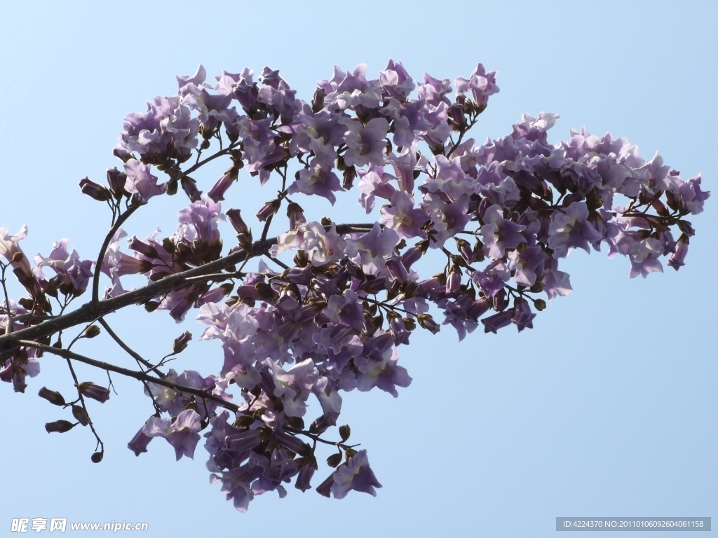 梧桐花