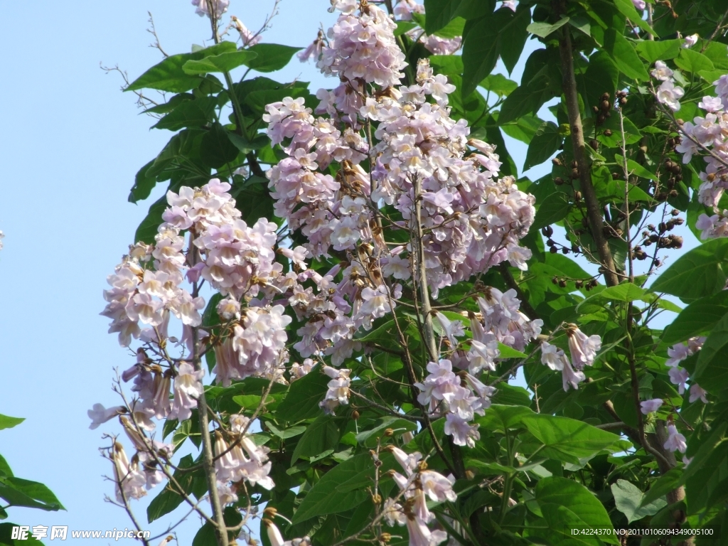 梧桐花