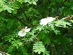 九寨沟野花