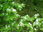九寨沟野花