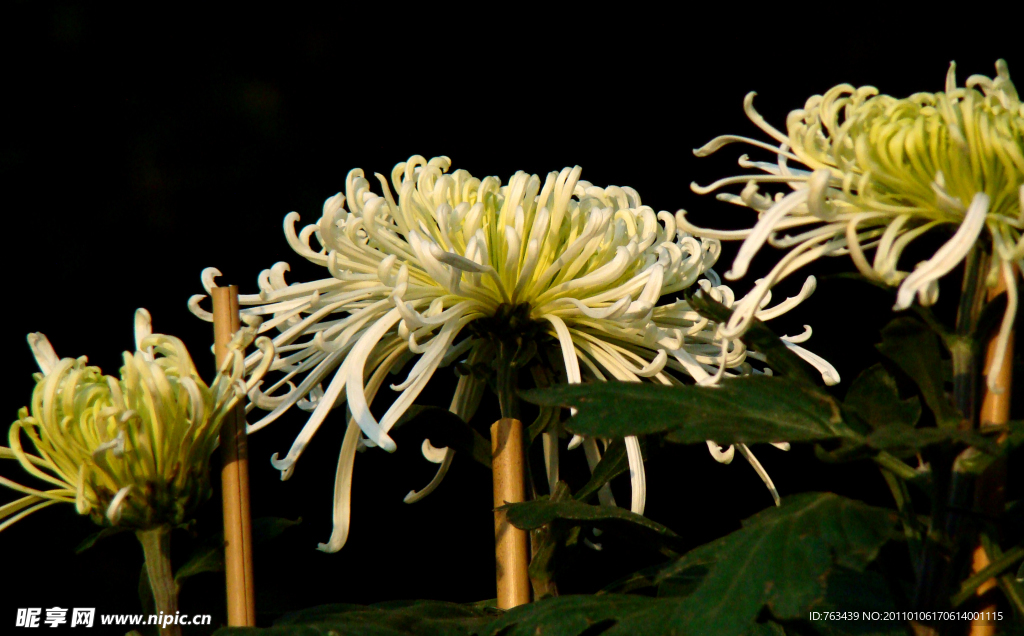 美丽菊花