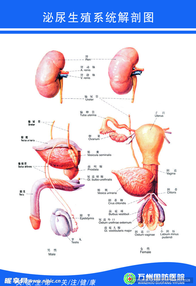 泌尿生殖系统解剖图