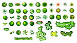 植物立面图